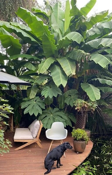 Musa Basjoo - Pot Ø 30 Cm 3 Musa Basjoo - Pot Ø 30 Cm - Afbeelding 3