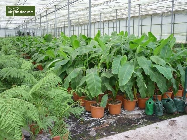 Musa Basjoo - Pot Ø 30 Cm 4 Musa Basjoo - Pot Ø 30 Cm - Afbeelding 4