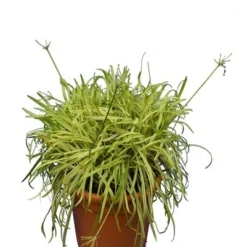 Agapanthus Africanus Variegata - Totale Hoogte 50-60 Cm - Pot Ø 26 Cm