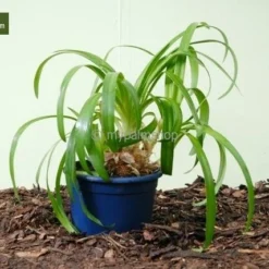 Agapanthus Africanus White - Pot Ø 20 Cm -Aanbiedingen Boom Licht Winkel 1982912517