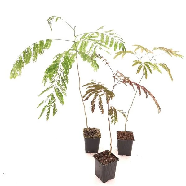Albizia Julibrissin Set Van 3 - Pot 9 X 9 Cm 1 Albizia Julibrissin Set Van 3 - Pot 9 X 9 Cm