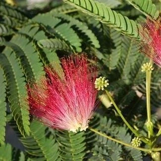 Albizia Julibrissin Set Van 3 - Pot 9 X 9 Cm 2 Albizia Julibrissin Set Van 3 - Pot 9 X 9 Cm - Afbeelding 2
