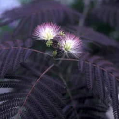 Albizia Julibrissin Set Van 3 - Pot 9 X 9 Cm 10 Albizia Julibrissin Set Van 3 - Pot 9 X 9 Cm -Aanbiedingen Boom Licht Winkel 1984518069