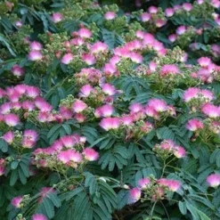 Albizia Julibrissin Set Van 3 - Pot 9 X 9 Cm 11 Albizia Julibrissin Set Van 3 - Pot 9 X 9 Cm -Aanbiedingen Boom Licht Winkel 1984518072