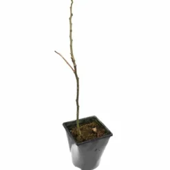 Albizia Julibrissin Set Van 3 - Pot 9 X 9 Cm 12 Albizia Julibrissin Set Van 3 - Pot 9 X 9 Cm -Aanbiedingen Boom Licht Winkel 1984518075
