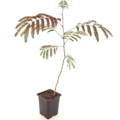 Albizia Julibrissin Set Van 3 - Pot 9 X 9 Cm 13 Albizia Julibrissin Set Van 3 - Pot 9 X 9 Cm -Aanbiedingen Boom Licht Winkel 1984518078