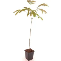 Albizia Julibrissin Set Van 3 - Pot 9 X 9 Cm 14 Albizia Julibrissin Set Van 3 - Pot 9 X 9 Cm -Aanbiedingen Boom Licht Winkel 1984518081
