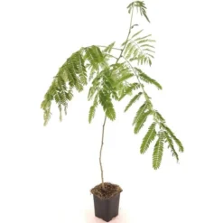 Albizia Julibrissin Set Van 3 - Pot 9 X 9 Cm 15 Albizia Julibrissin Set Van 3 - Pot 9 X 9 Cm -Aanbiedingen Boom Licht Winkel 1984518084