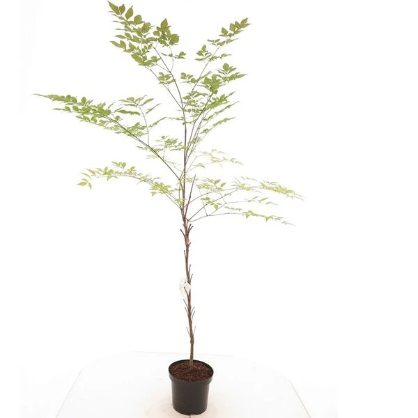 Nandina Domestica - Pot Ø 19 Cm 1 Nandina Domestica - Pot Ø 19 Cm