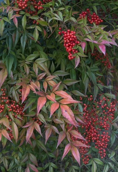 Nandina Domestica - Pot Ø 19 Cm 3 Nandina Domestica - Pot Ø 19 Cm - Afbeelding 3