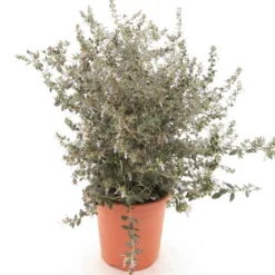 Eremophila Laanii - Pot Ø 26 Cm