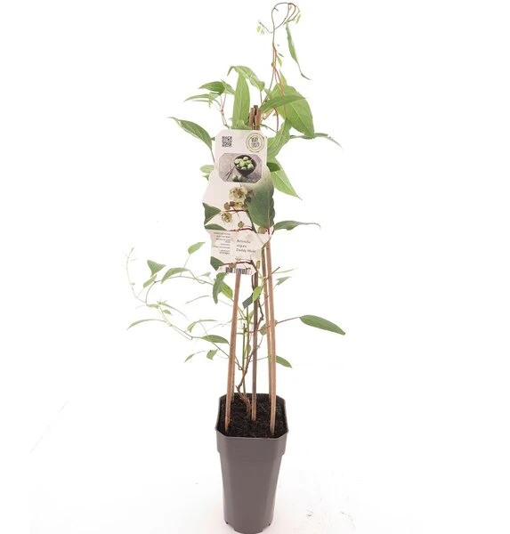 Actinidia Arguta Daddy Weiki - Pot 2 Ltr 1 Actinidia Arguta Daddy Weiki - Pot 2 Ltr
