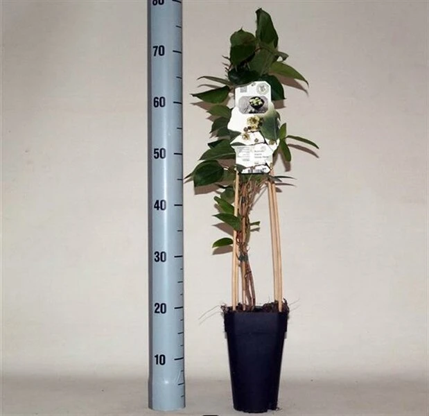 Actinidia Arguta Daddy Weiki - Pot 2 Ltr 2 Actinidia Arguta Daddy Weiki - Pot 2 Ltr - Afbeelding 2