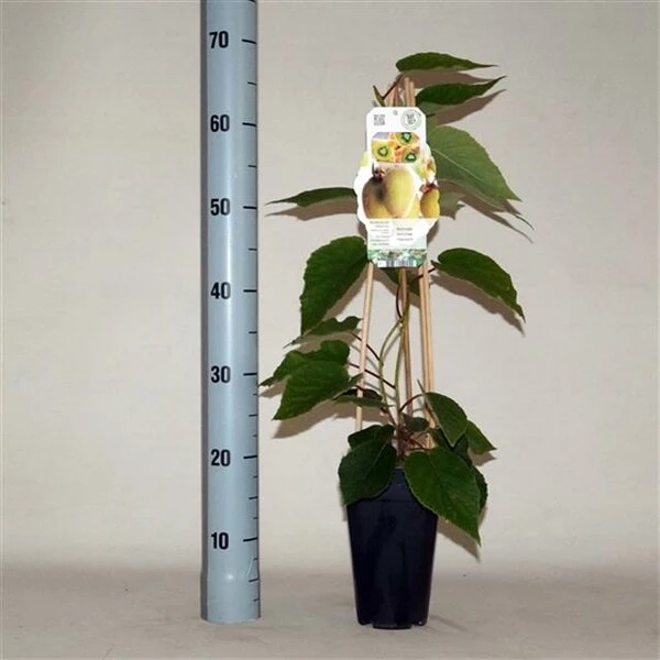 Actinidia Chinensis Hayward - Pot 2 Ltr 2 Actinidia Chinensis Hayward - Pot 2 Ltr - Afbeelding 2
