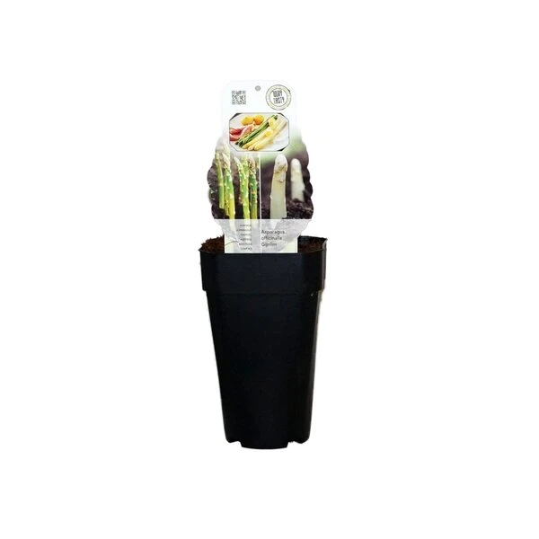 Asparagus Officinalis Gijnlim - Totale Hoogte 55-65 Cm - Pot 2 Ltr 2 Asparagus Officinalis Gijnlim - Totale Hoogte 55-65 Cm - Pot 2 Ltr - Afbeelding 2