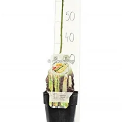Asparagus Officinalis Gijnlim - Totale Hoogte 55-65 Cm - Pot 2 Ltr 5 Asparagus Officinalis Gijnlim - Totale Hoogte 55-65 Cm - Pot 2 Ltr -Aanbiedingen Boom Licht Winkel 1988385228