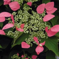 Schizophragma Hydrangeoides Roseum - Pot Ø 17 Cm -Aanbiedingen Boom Licht Winkel 1988397882