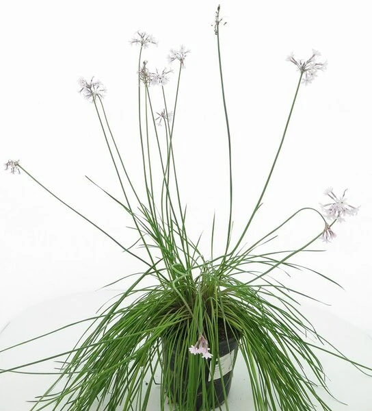 Tulbaghia Violacea Alba - Pot Ø 22 Cm 3 Tulbaghia Violacea Alba - Pot Ø 22 Cm - Afbeelding 3