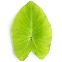 Colocasia Esculenta Red Eyed Gecko - Pot 11 X 11 Cm