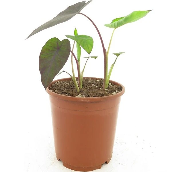 Colocasia Esculenta Madeira - Pot 11 X 11 Cm 1 Colocasia Esculenta Madeira - Pot 11 X 11 Cm