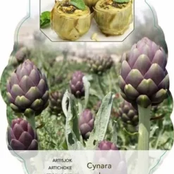 Cynara Scolymus Purple Of Romagna - Pot 2 Ltr -Aanbiedingen Boom Licht Winkel 1988459607