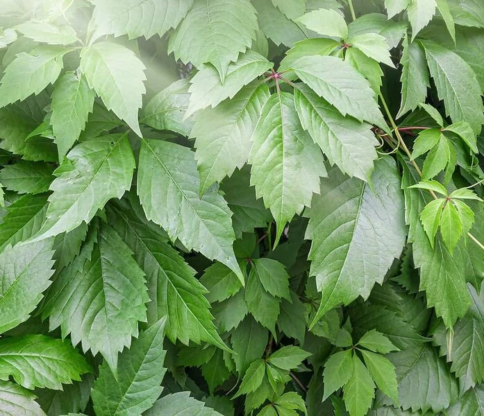 Gynostemma Pentaphyllum - Pot Ø 19 Cm 1 Gynostemma Pentaphyllum - Pot Ø 19 Cm