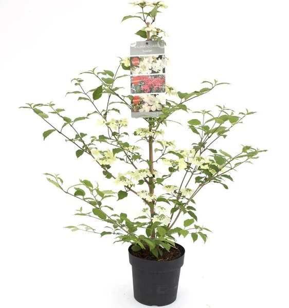 Viburnum Plicatum Kilimandjaro Sunrise - Pot 3 Ltr 1 Viburnum Plicatum Kilimandjaro Sunrise - Pot 3 Ltr