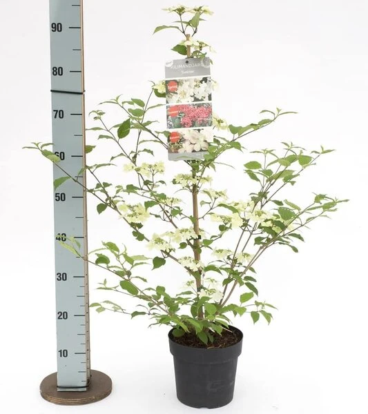 Viburnum Plicatum Kilimandjaro Sunrise - Pot 3 Ltr 2 Viburnum Plicatum Kilimandjaro Sunrise - Pot 3 Ltr - Afbeelding 2