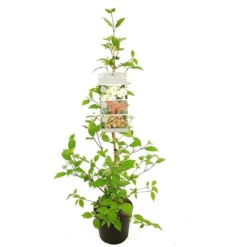 Viburnum Plicatum Kilimandjaro Sunrise - Pot 3 Ltr 9 Viburnum Plicatum Kilimandjaro Sunrise - Pot 3 Ltr -Aanbiedingen Boom Licht Winkel 1988460522
