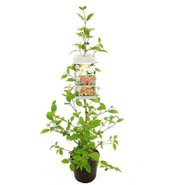 Viburnum Plicatum Kilimandjaro Sunrise - Pot 3 Ltr 4 Viburnum Plicatum Kilimandjaro Sunrise - Pot 3 Ltr - Afbeelding 4