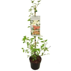Viburnum Plicatum Kilimandjaro Sunrise - Pot 3 Ltr 10 Viburnum Plicatum Kilimandjaro Sunrise - Pot 3 Ltr -Aanbiedingen Boom Licht Winkel 1988460525