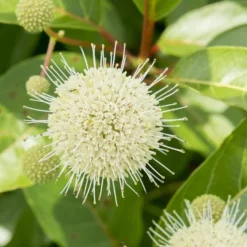 Cephalanthus Magical Moonlight - Pot 3 Ltr -Aanbiedingen Boom Licht Winkel 1988461047