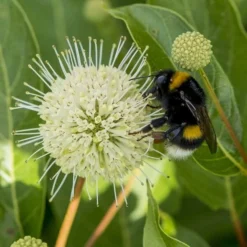 Cephalanthus Magical Moonlight - Pot 3 Ltr -Aanbiedingen Boom Licht Winkel 1988461050