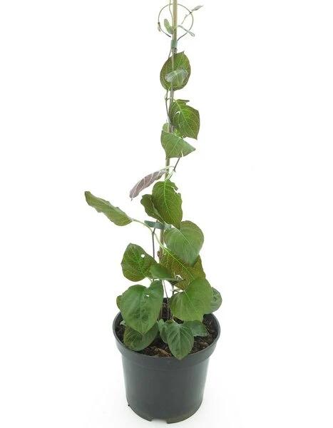 Paederia Lanuginosa - Pot 19 Cm 1 Paederia Lanuginosa - Pot 19 Cm