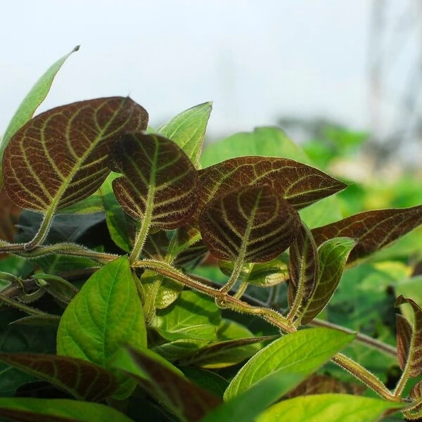 Paederia Lanuginosa - Pot 19 Cm 2 Paederia Lanuginosa - Pot 19 Cm - Afbeelding 2