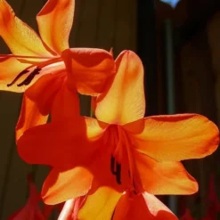 Watsonia Borbonica Peach Glow - Pot 9 X 9 Cm