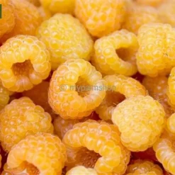 Rubus Idaeus Twotimer Sugana Geel - Bio - Pot 14 X 14 Cm -Aanbiedingen Boom Licht Winkel 1988486382