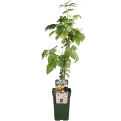 Rubus Idaeus Twotimer Sugana Geel - Bio - Pot 14 X 14 Cm -Aanbiedingen Boom Licht Winkel 1988486388