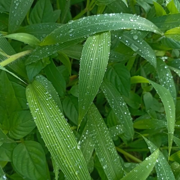 Setaria Palmifolia - Pot 9 X 9 Cm 1 Setaria Palmifolia - Pot 9 X 9 Cm