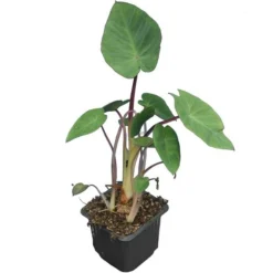 Colocasia Esculenta Set Van 2 - Pot 9 X 9 Cm -Aanbiedingen Boom Licht Winkel 1990167843