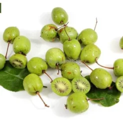 Actinidia Kolomikta - Pot 2 Ltr -Aanbiedingen Boom Licht Winkel 1990204839