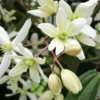 Clematis Armandii - Pot 2 Ltr