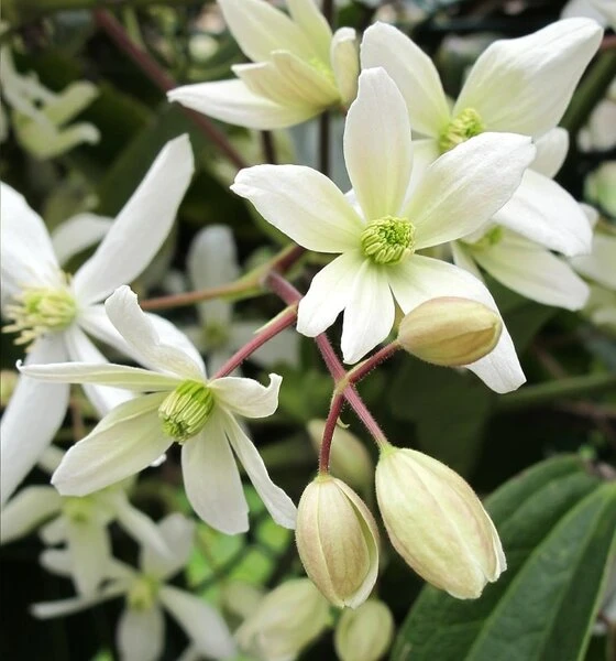 Clematis Armandii - Pot 2 Ltr 1 Clematis Armandii - Pot 2 Ltr