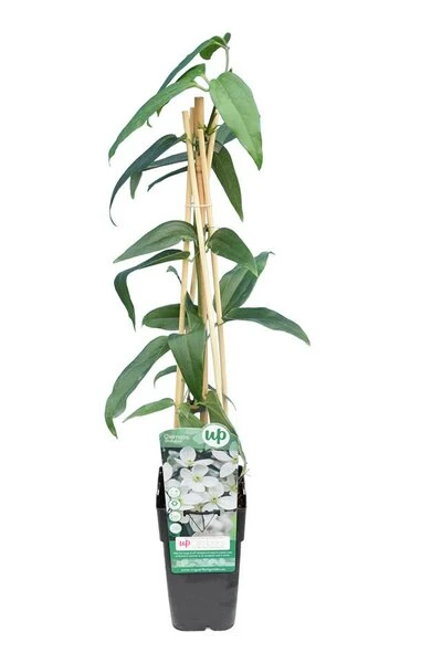 Clematis Armandii - Pot 2 Ltr 2 Clematis Armandii - Pot 2 Ltr - Afbeelding 2