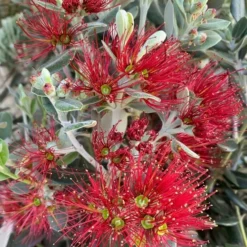 Metrosideros Excelsa Pot Ø 22 Cm