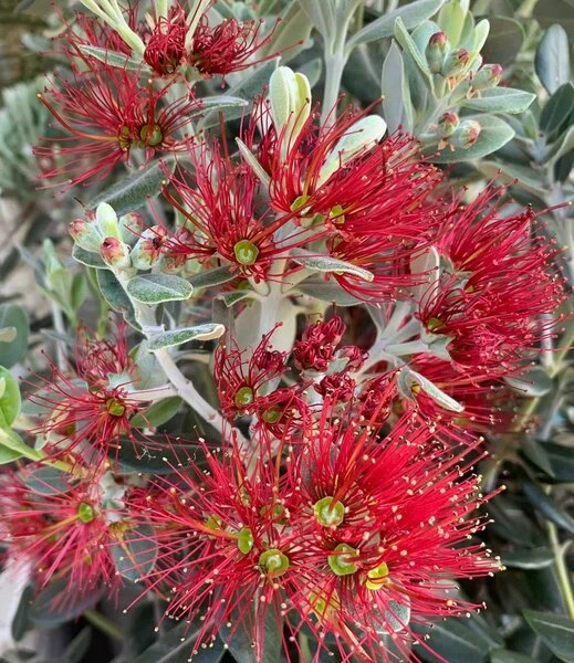 Metrosideros Excelsa Pot Ø 22 Cm 1 Metrosideros Excelsa Pot Ø 22 Cm