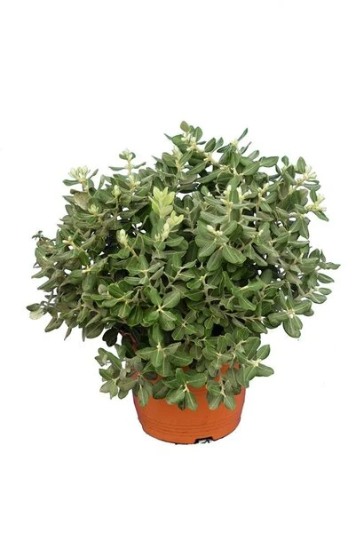 Metrosideros Excelsa Pot Ø 22 Cm 2 Metrosideros Excelsa Pot Ø 22 Cm - Afbeelding 2