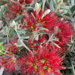 Metrosideros Excelsa - Pot Ø 38 Cm