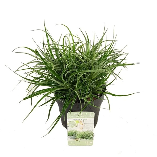 Fascicularia Bicolor 3 Ltr 1 Fascicularia Bicolor 3 Ltr