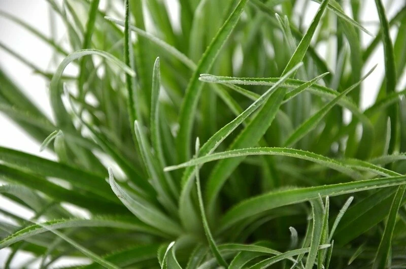 Fascicularia Bicolor 3 Ltr 2 Fascicularia Bicolor 3 Ltr - Afbeelding 2